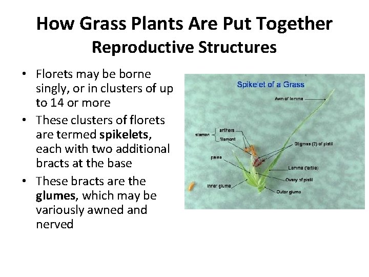 How Grass Plants Are Put Together Reproductive Structures • Florets may be borne singly,