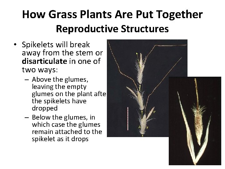 How Grass Plants Are Put Together Reproductive Structures • Spikelets will break away from