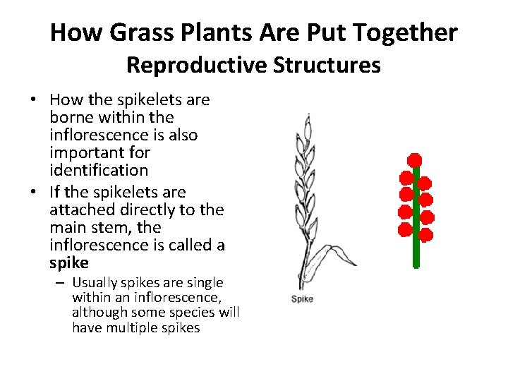 How Grass Plants Are Put Together Reproductive Structures • How the spikelets are borne