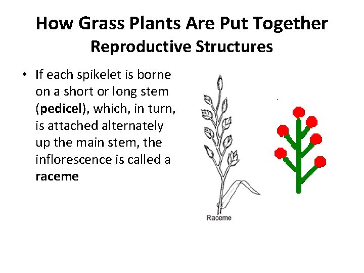 How Grass Plants Are Put Together Reproductive Structures • If each spikelet is borne