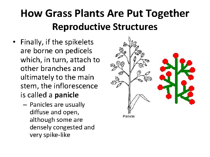 How Grass Plants Are Put Together Reproductive Structures • Finally, if the spikelets are