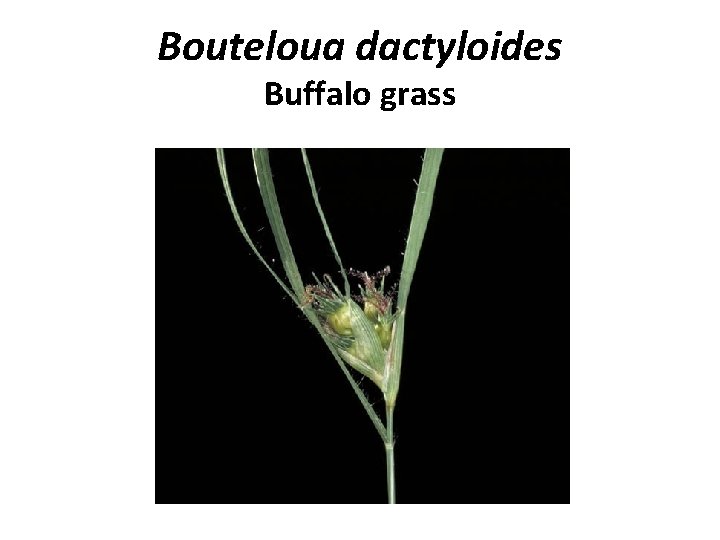 Bouteloua dactyloides Buffalo grass 