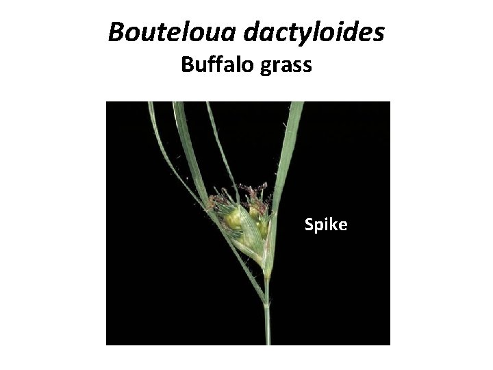 Bouteloua dactyloides Buffalo grass Spike 