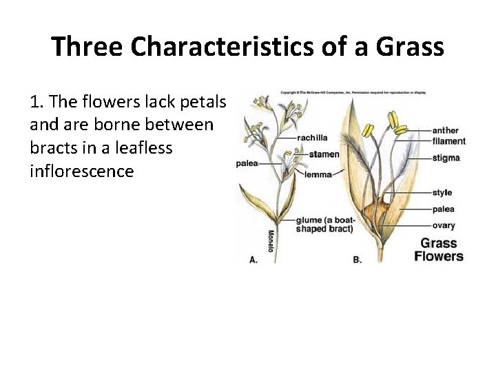 Three Characteristics of a Grass 1. The flowers lack petals and are borne between