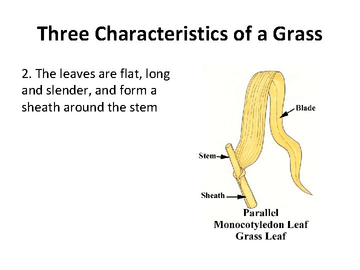 Three Characteristics of a Grass 2. The leaves are flat, long and slender, and