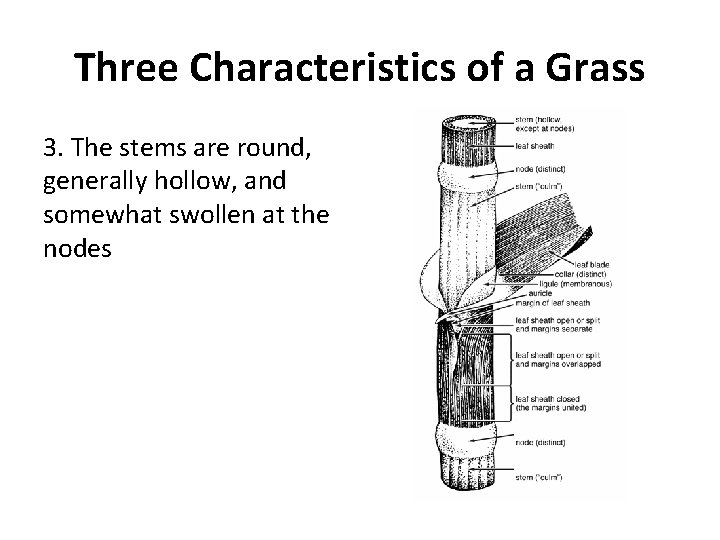 Three Characteristics of a Grass 3. The stems are round, generally hollow, and somewhat