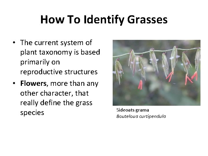 How To Identify Grasses • The current system of plant taxonomy is based primarily