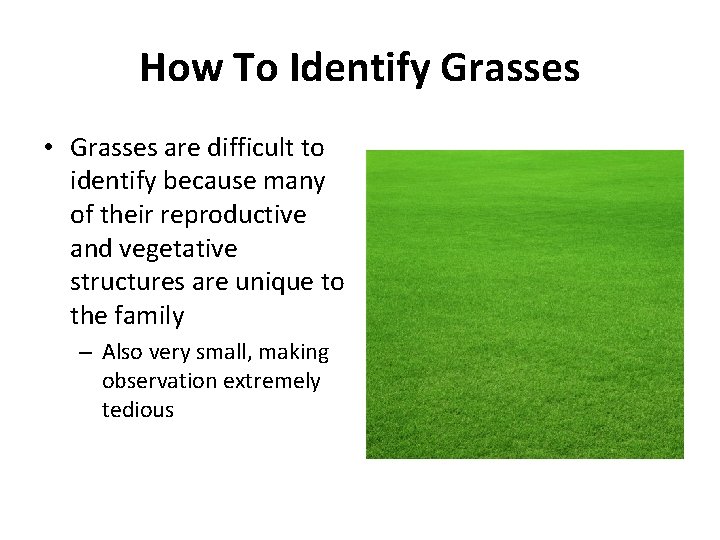 How To Identify Grasses • Grasses are difficult to identify because many of their