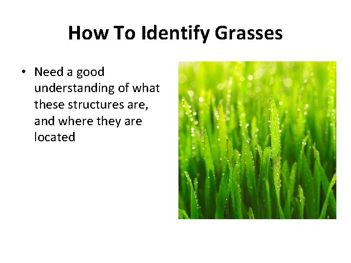 How To Identify Grasses • Need a good understanding of what these structures are,