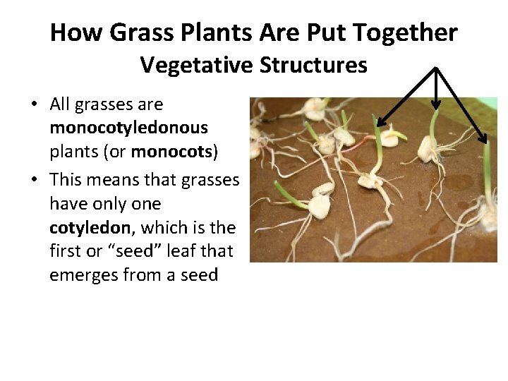 How Grass Plants Are Put Together Vegetative Structures • All grasses are monocotyledonous plants