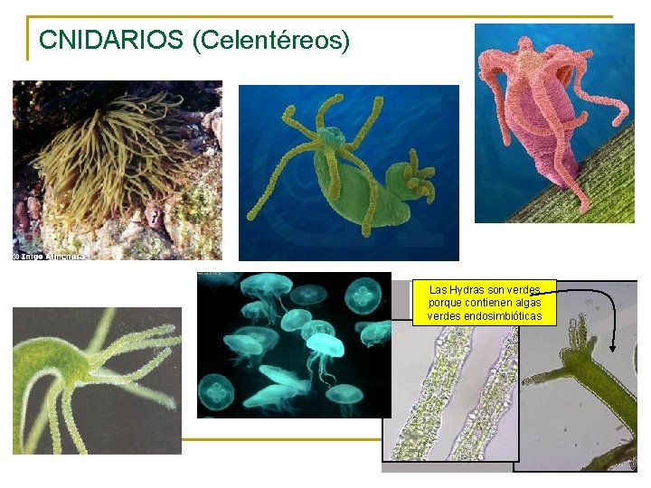 CNIDARIOS (Celentéreos) Las Hydras son verdes porque contienen algas verdes endosimbióticas 
