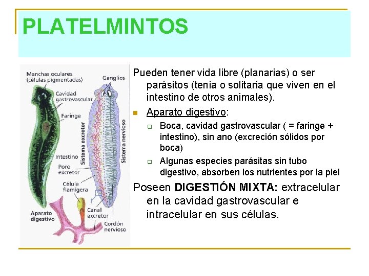 PLATELMINTOS Pueden tener vida libre (planarias) o ser parásitos (tenia o solitaria que viven