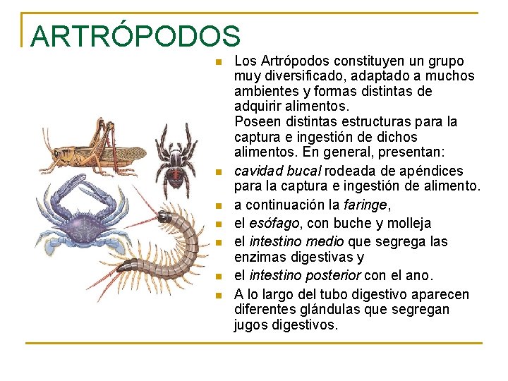 ARTRÓPODOS n n n n Los Artrópodos constituyen un grupo muy diversificado, adaptado a