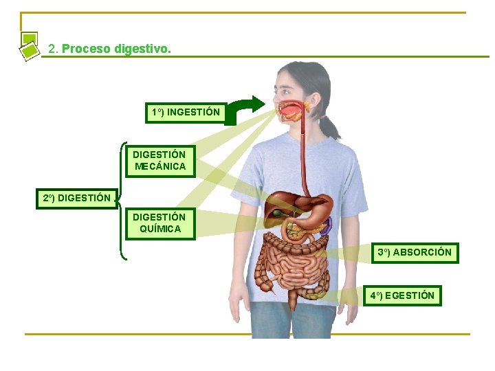 2. Proceso digestivo. 1º) INGESTIÓN DIGESTIÓN MECÁNICA 2º) DIGESTIÓN QUÍMICA 3º) ABSORCIÓN 4º) EGESTIÓN