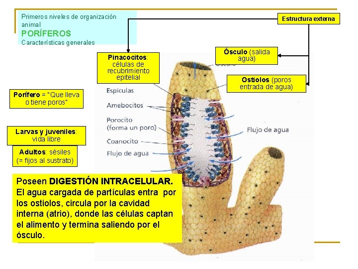 Primeros niveles de organización animal Estructura externa PORÍFEROS Características generales Pinacocitos: células de recubrimiento