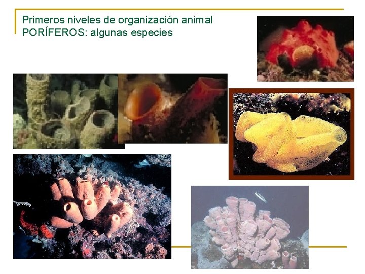 Primeros niveles de organización animal PORÍFEROS: algunas especies 