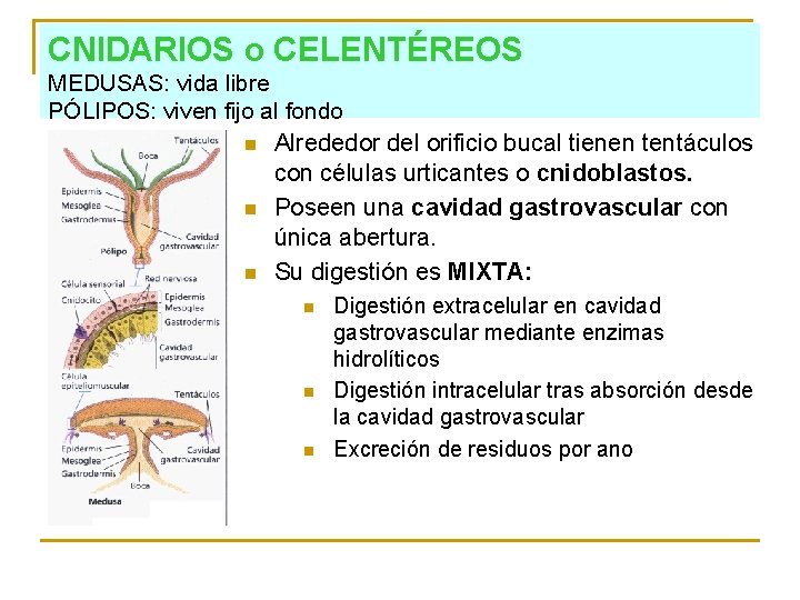 CNIDARIOS o CELENTÉREOS MEDUSAS: vida libre PÓLIPOS: viven fijo al fondo n Alrededor del