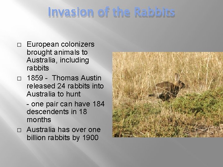 Invasion of the Rabbits � � � European colonizers brought animals to Australia, including