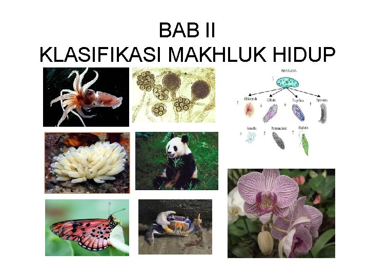 BAB II KLASIFIKASI MAKHLUK HIDUP 