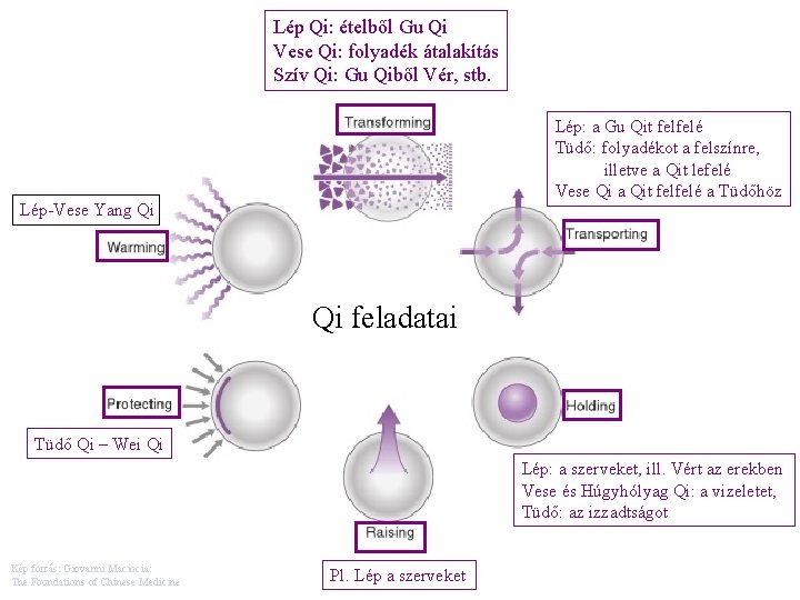 Lép Qi: ételből Gu Qi Vese Qi: folyadék átalakítás Szív Qi: Gu Qiből Vér,