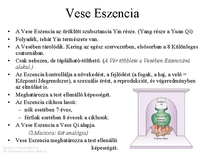 Vese Eszencia • A Vese Eszencia az öröklött szubsztancia Yin része. (Yang része a