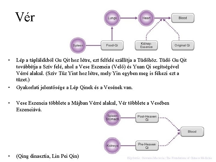 Vér • • Lép a táplálékból Gu Qit hoz létre, ezt felfelé szállítja a