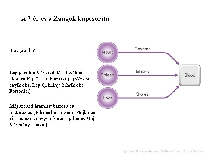 A Vér és a Zangok kapcsolata Szív „uralja” Lép jelenti a Vér eredetét ,