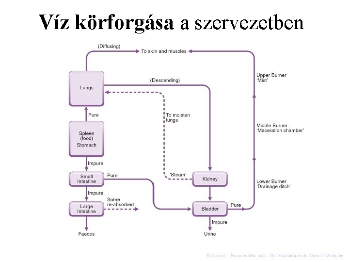 Víz körforgása a szervezetben Kép forrás: Giovanni Maciocia: The Foundations of Chinese Medicine 