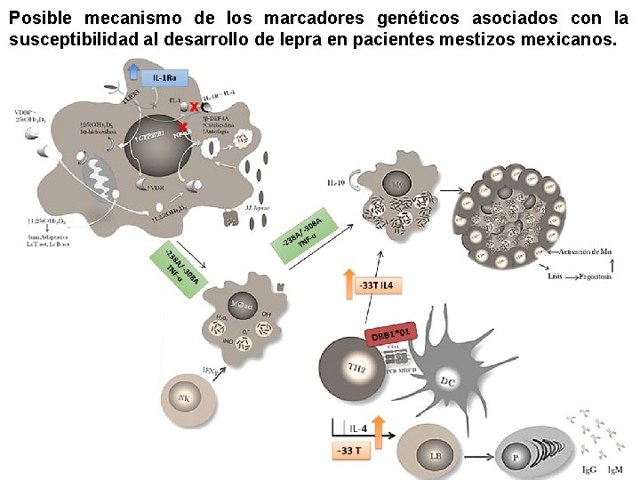 Posible mecanismo de los marcadores genéticos asociados con la susceptibilidad al desarrollo de lepra