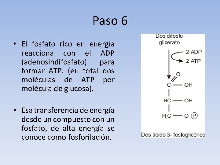 . Paso 6 • El fosfato rico en energía reacciona con el ADP (adenosindifosfato)