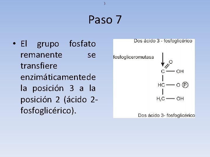 ). Paso 7 • El grupo fosfato remanente se transfiere enzimáticamente de la posición