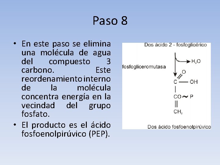 Paso 8 • En este paso se elimina una molécula de agua del compuesto