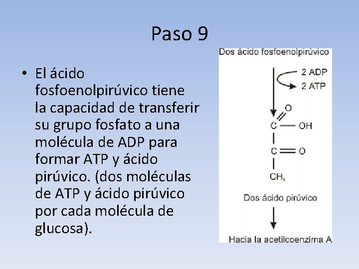Paso 9 • El ácido fosfoenolpirúvico tiene la capacidad de transferir su grupo fosfato