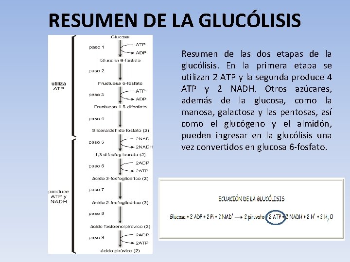 RESUMEN DE LA GLUCÓLISIS Resumen de las dos etapas de la glucólisis. En la