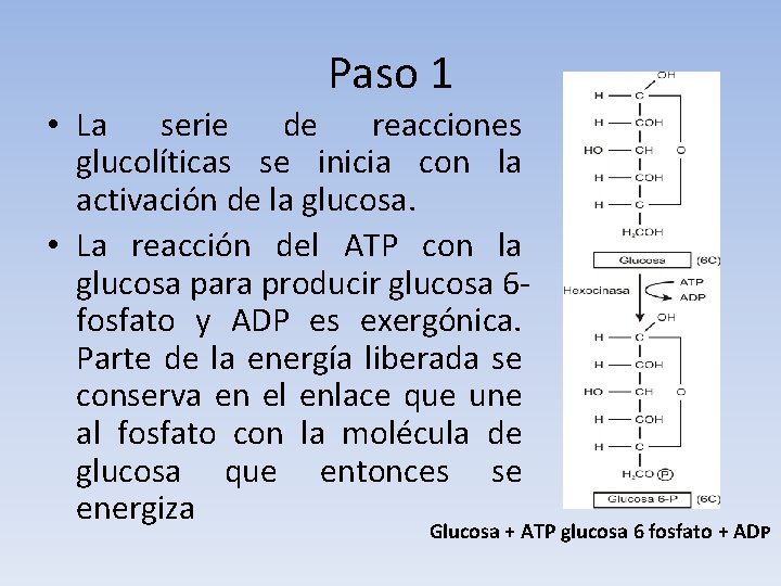 Paso 1 • La serie de reacciones glucolíticas se inicia con la activación de