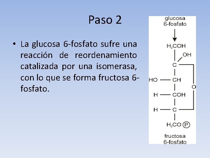 Paso 2 • La glucosa 6 -fosfato sufre una reacción de reordenamiento catalizada por