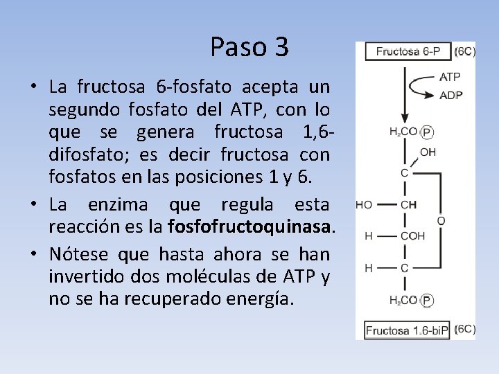 Paso 3 • La fructosa 6 -fosfato acepta un segundo fosfato del ATP, con