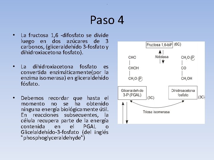. Paso 4 • La fructosa 1, 6 -difosfato se divide luego en dos