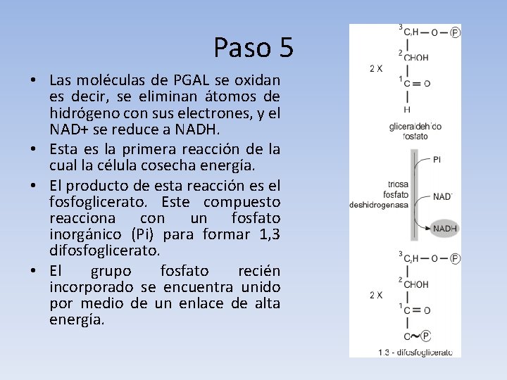 Paso 5 • Las moléculas de PGAL se oxidan es decir, se eliminan átomos