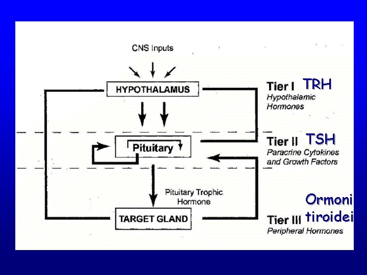 TRH TSH Ormoni tiroidei 