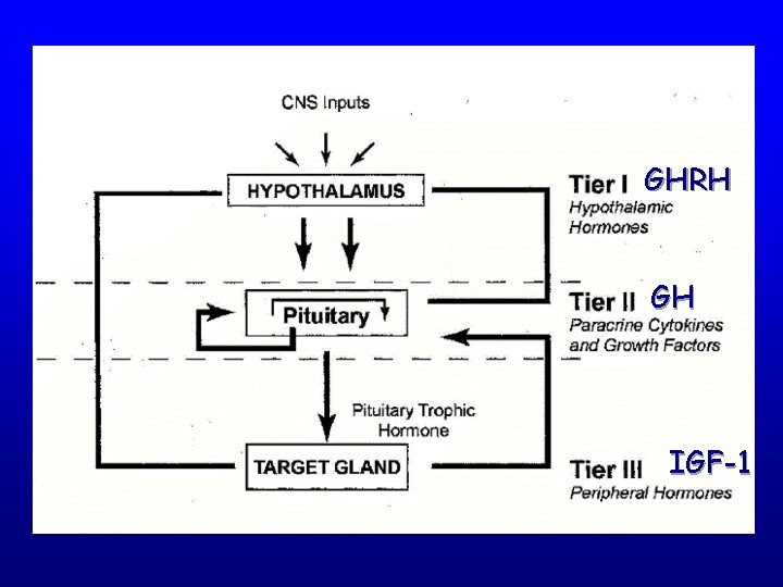 GHRH GH IGF-1 