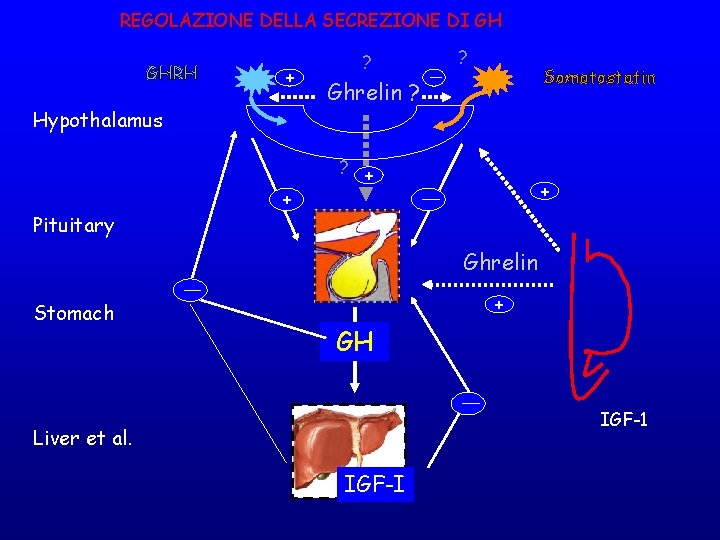 REGOLAZIONE DELLA SECREZIONE DI GH GHRH + Hypothalamus ? Pituitary Somatostatin Ghrelin ? ?