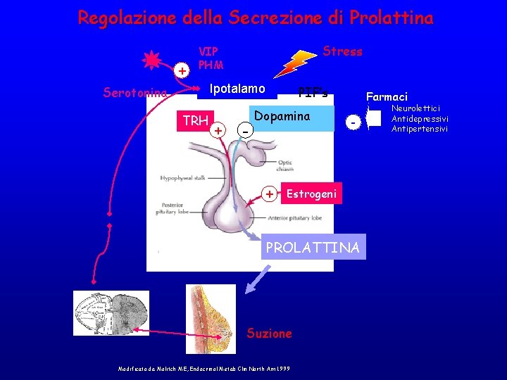 Regolazione della Secrezione di Prolattina + Stress VIP PHM Ipotalamo Serotonina TRH + - Regolazione della Secrezione di Prolattina + Stress VIP PHM Ipotalamo Serotonina TRH + -
