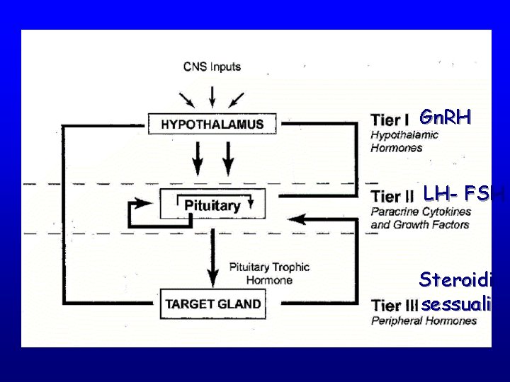 Gn. RH LH- FSH Steroidi sessuali 