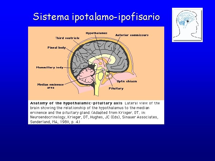 Sistema ipotalamo-ipofisario 