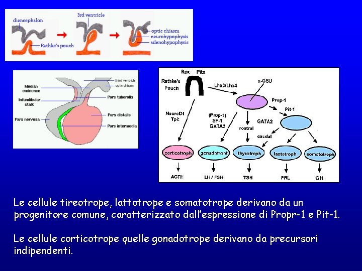 Le cellule tireotrope, lattotrope e somatotrope derivano da un progenitore comune, caratterizzato dall’espressione di