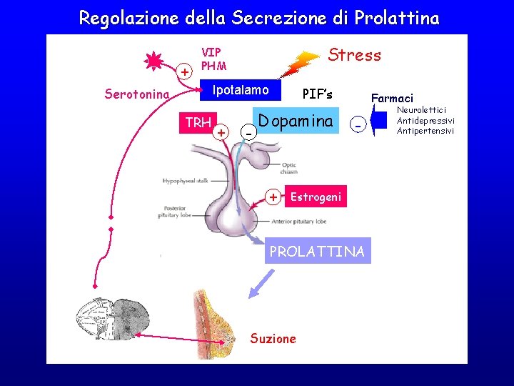 Regolazione della Secrezione di Prolattina + Stress VIP PHM Ipotalamo Serotonina TRH + - Regolazione della Secrezione di Prolattina + Stress VIP PHM Ipotalamo Serotonina TRH + -