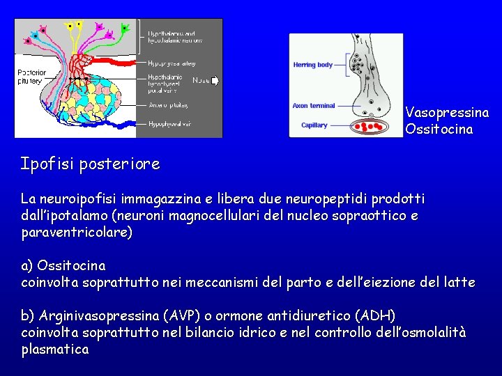 Vasopressina Ossitocina Ipofisi posteriore La neuroipofisi immagazzina e libera due neuropeptidi prodotti dall’ipotalamo (neuroni