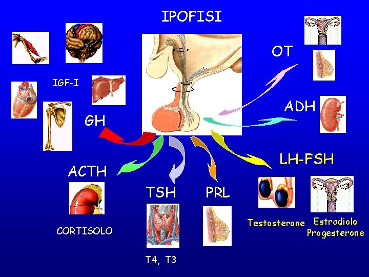 IPOFISI OT IGF-I ADH GH LH-FSH ACTH TSH PRL Testosterone Estradiolo Progesterone CORTISOLO T