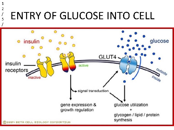 1 2 / 5 / 2 0 ENTRY OF GLUCOSE INTO CELL 